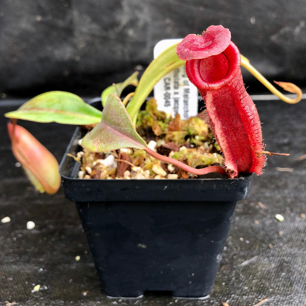 
                      
                        Nepenthes Song of Melancholy x (spathulata x jacquelineae) "BE's Best", CAR-0045
                      
                    