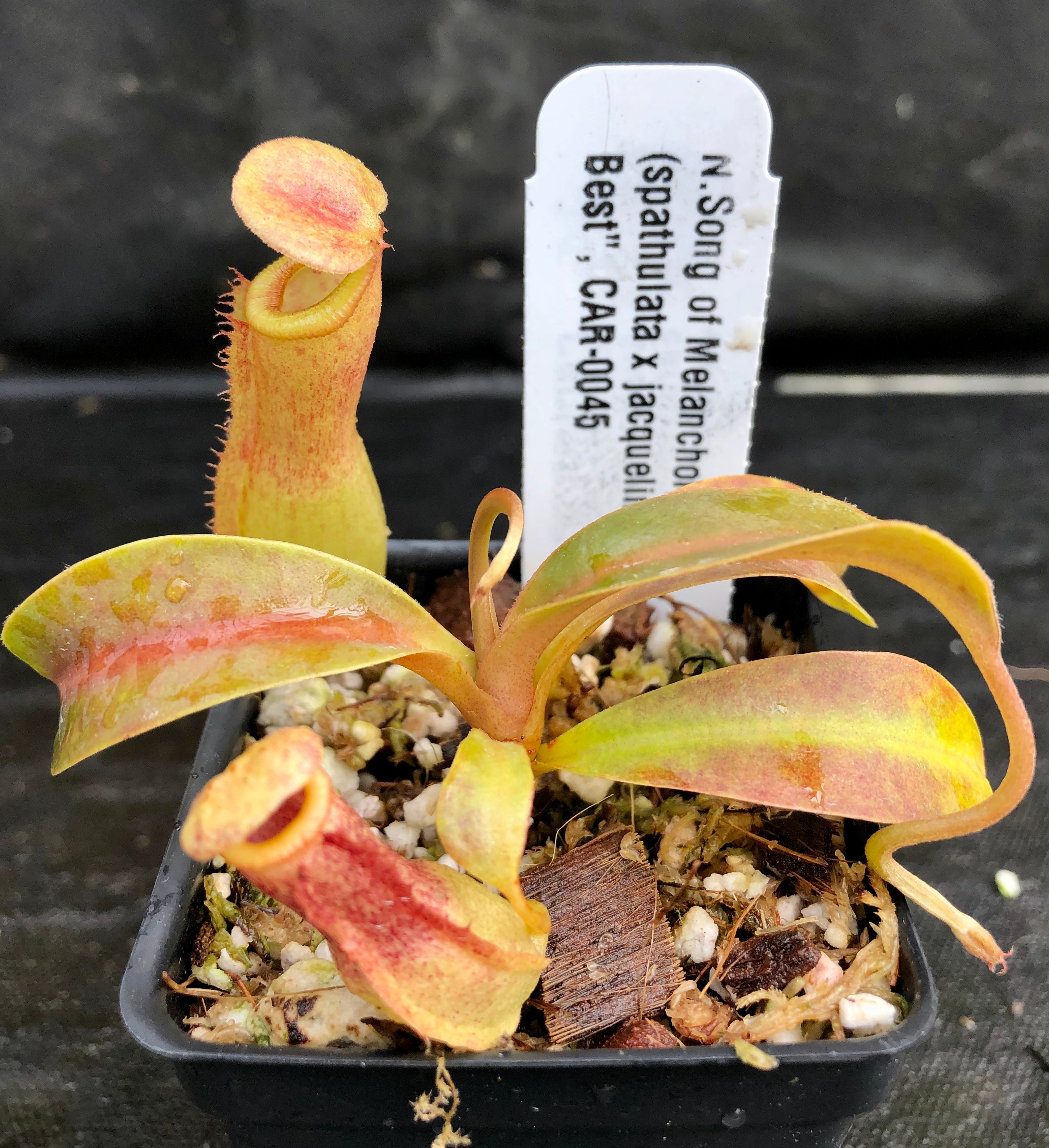 Nepenthes Song of Melancholy x (spathulata x jacquelineae) 