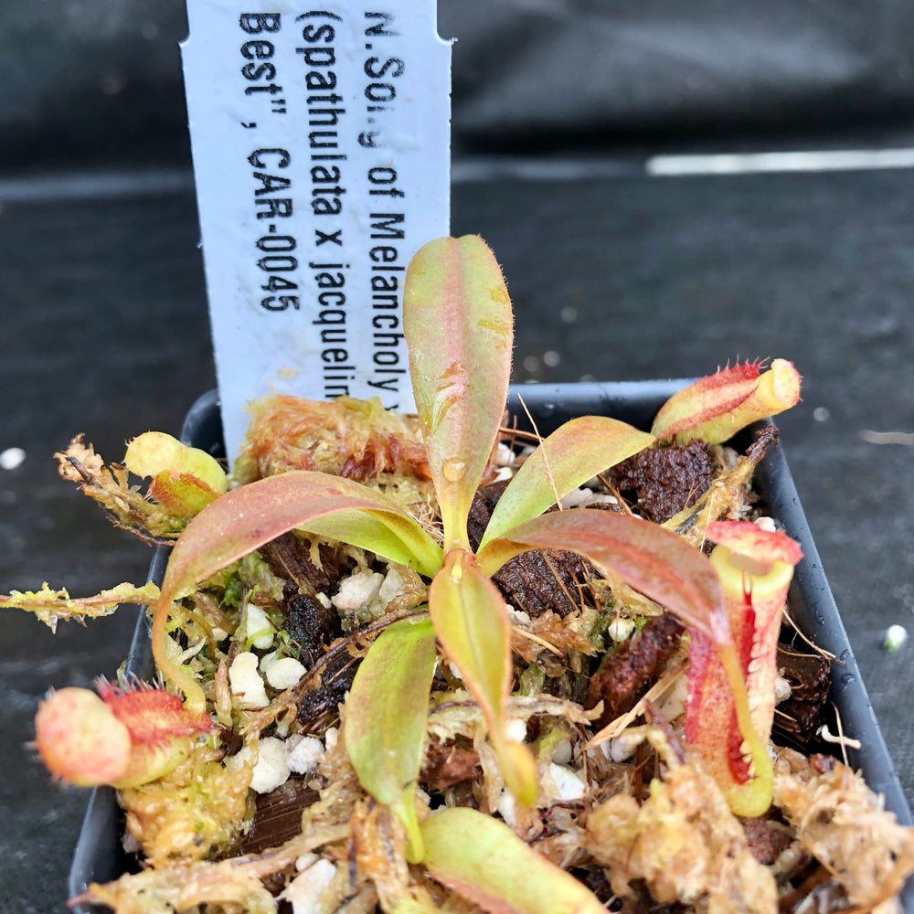 
                      
                        Nepenthes Song of Melancholy x (spathulata x jacquelineae) "BE's Best", CAR-0045
                      
                    