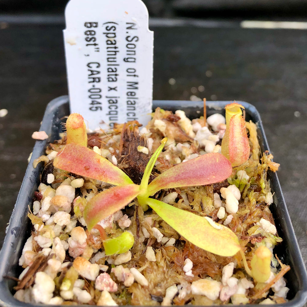 
                      
                        Nepenthes Song of Melancholy x (spathulata x jacquelineae) "BE's Best", CAR-0045
                      
                    