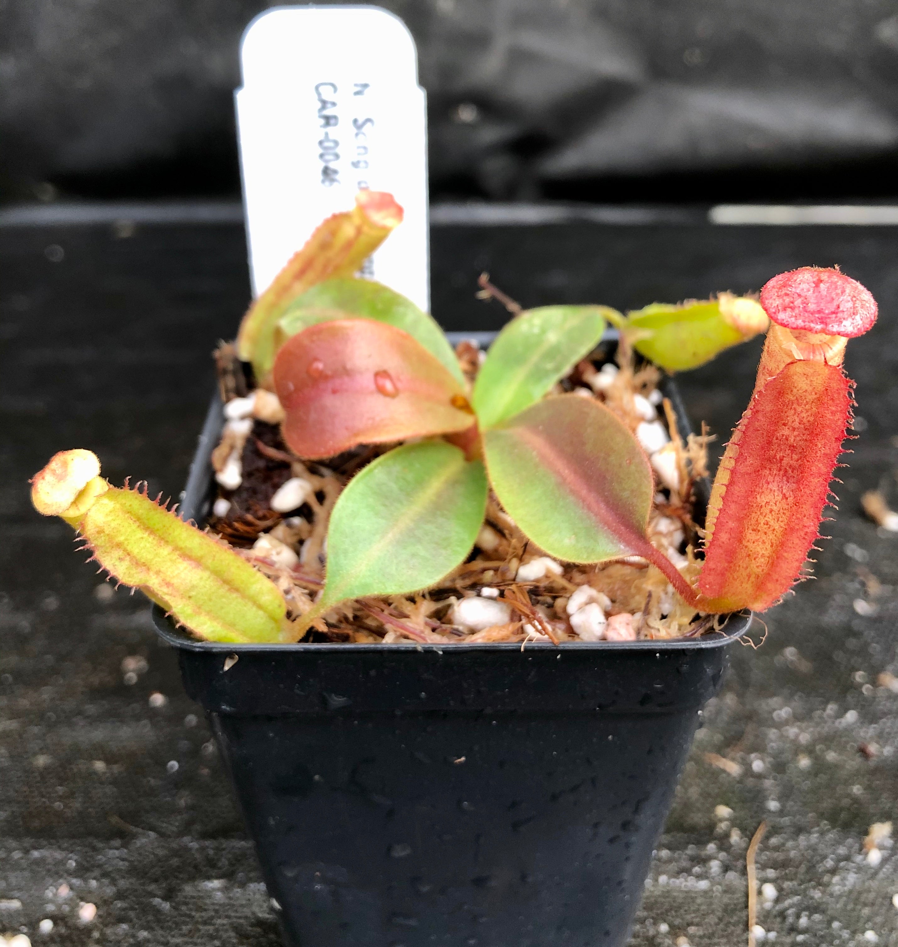 Nepenthes Song of Melancholy x veitchii 