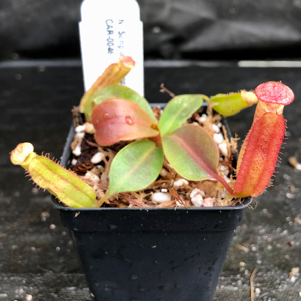 
                      
                        Nepenthes Song of Melancholy x veitchii "Pink Candy Cane", CAR-0046
                      
                    