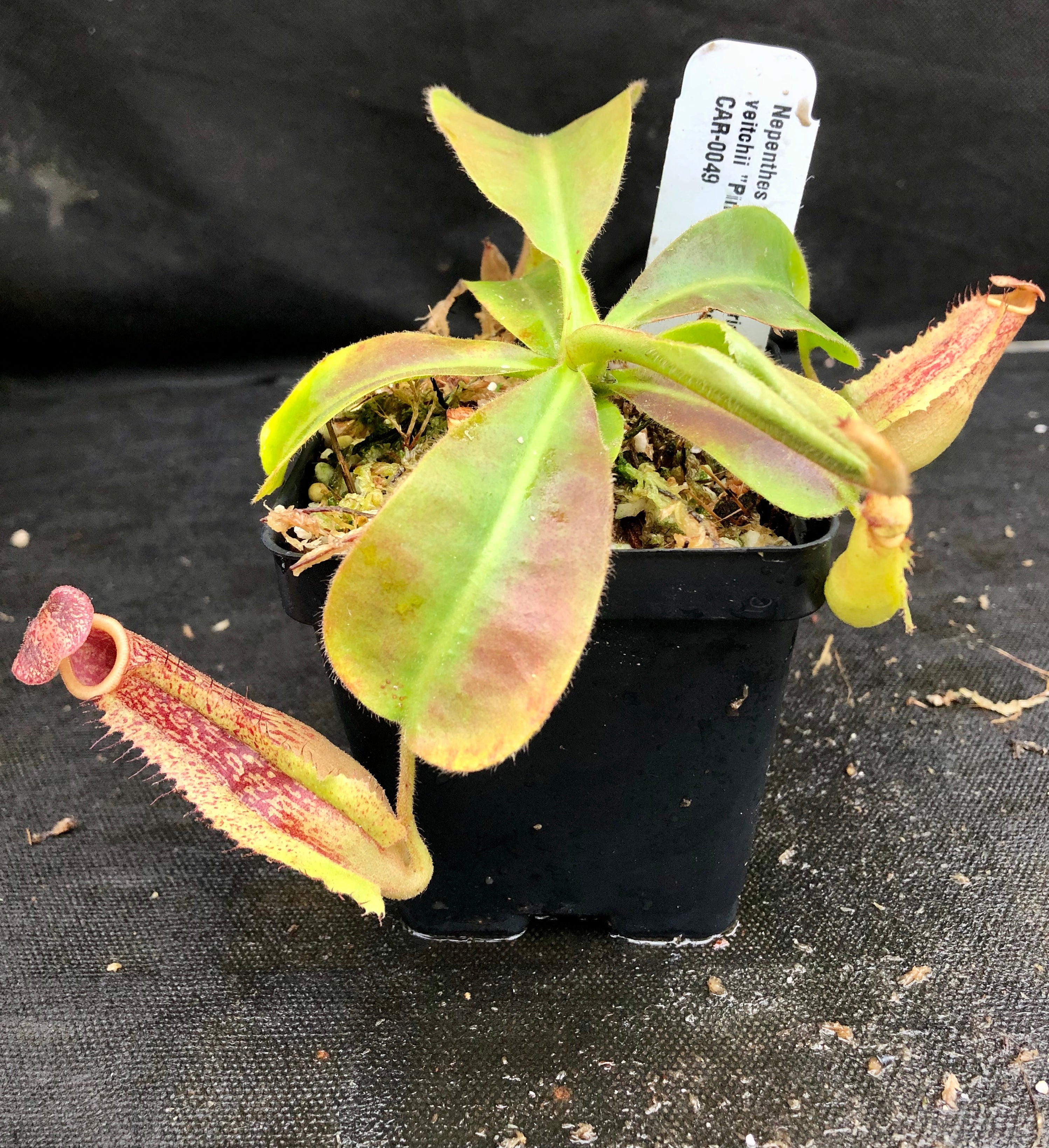 Nepenthes maxima 