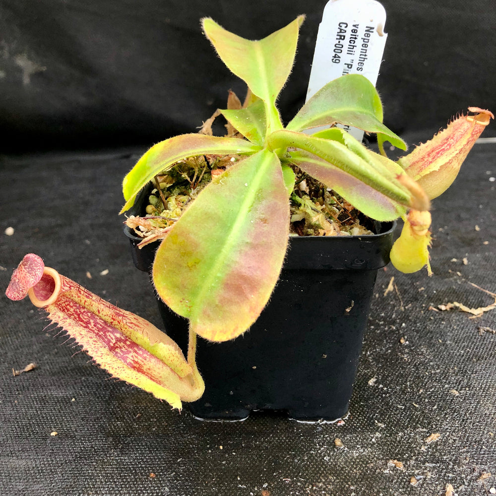 
                      
                        Nepenthes maxima "Pieriensis" x veitchii "Pink Candy Cane", CAR-0049
                      
                    