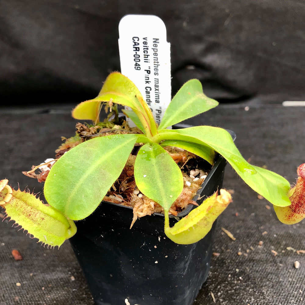 
                      
                        Nepenthes maxima "Pieriensis" x veitchii "Pink Candy Cane", CAR-0049
                      
                    