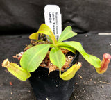 Nepenthes maxima "Pieriensis" x veitchii "Pink Candy Cane", CAR-0049