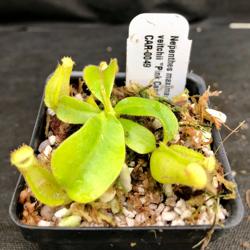 
                      
                        Nepenthes maxima "Pieriensis" x veitchii "Pink Candy Cane", CAR-0049
                      
                    