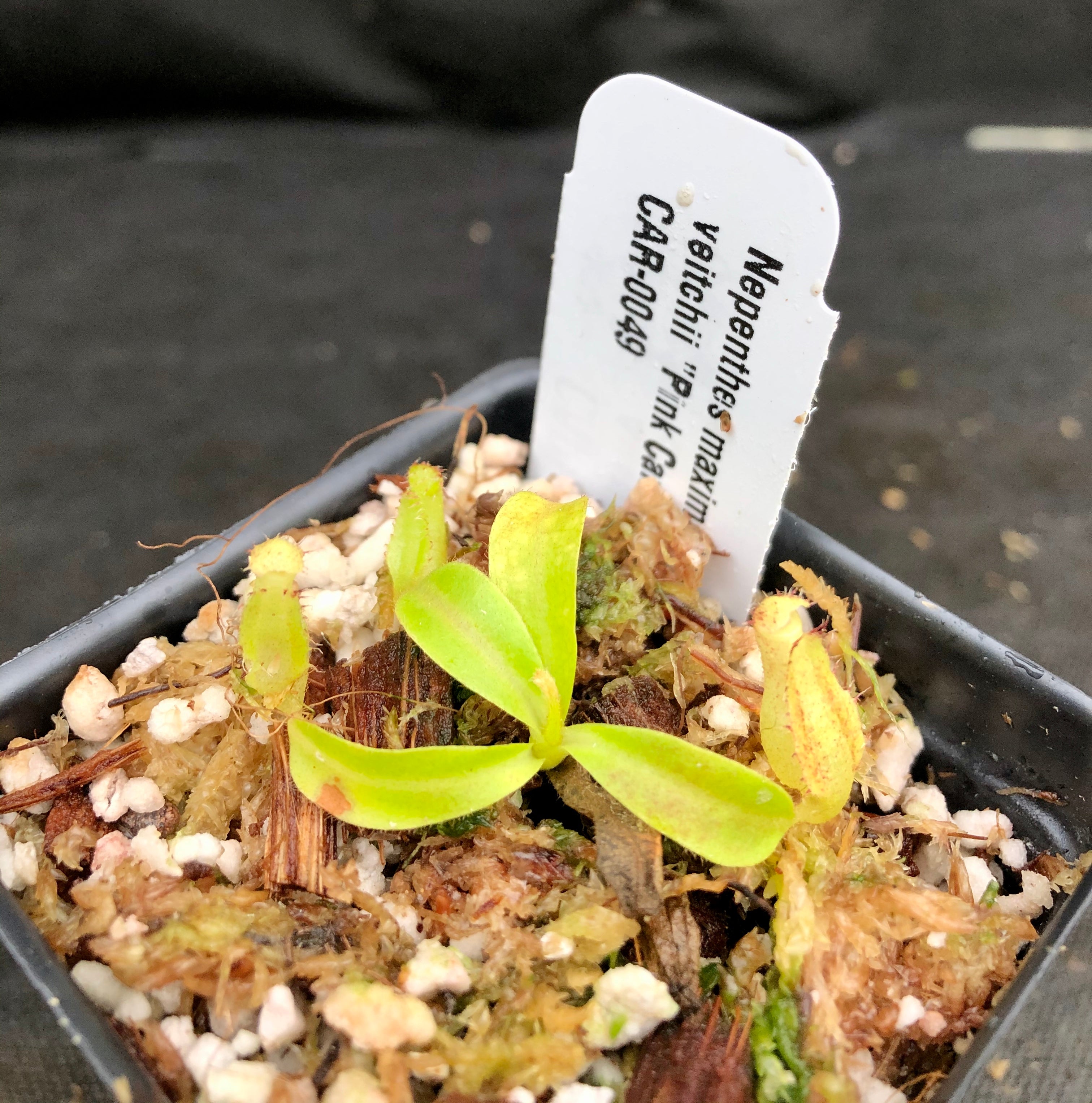 Nepenthes maxima 