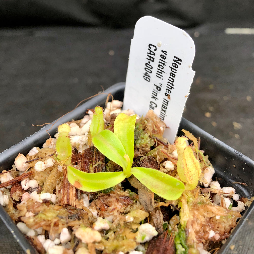 
                      
                        Nepenthes maxima "Pieriensis" x veitchii "Pink Candy Cane", CAR-0049
                      
                    