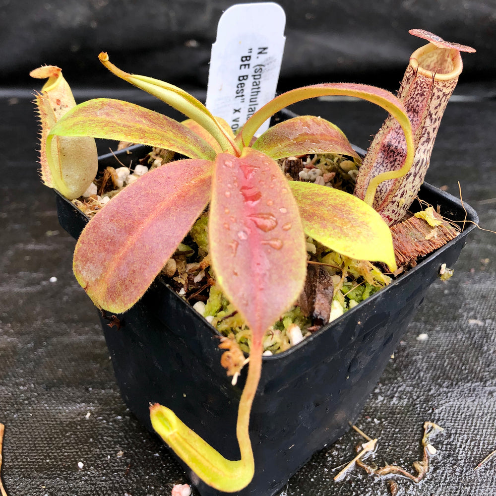 Nepenthes (spathulata x spectabilis) "BE Best" x vogelii, CAR-0051