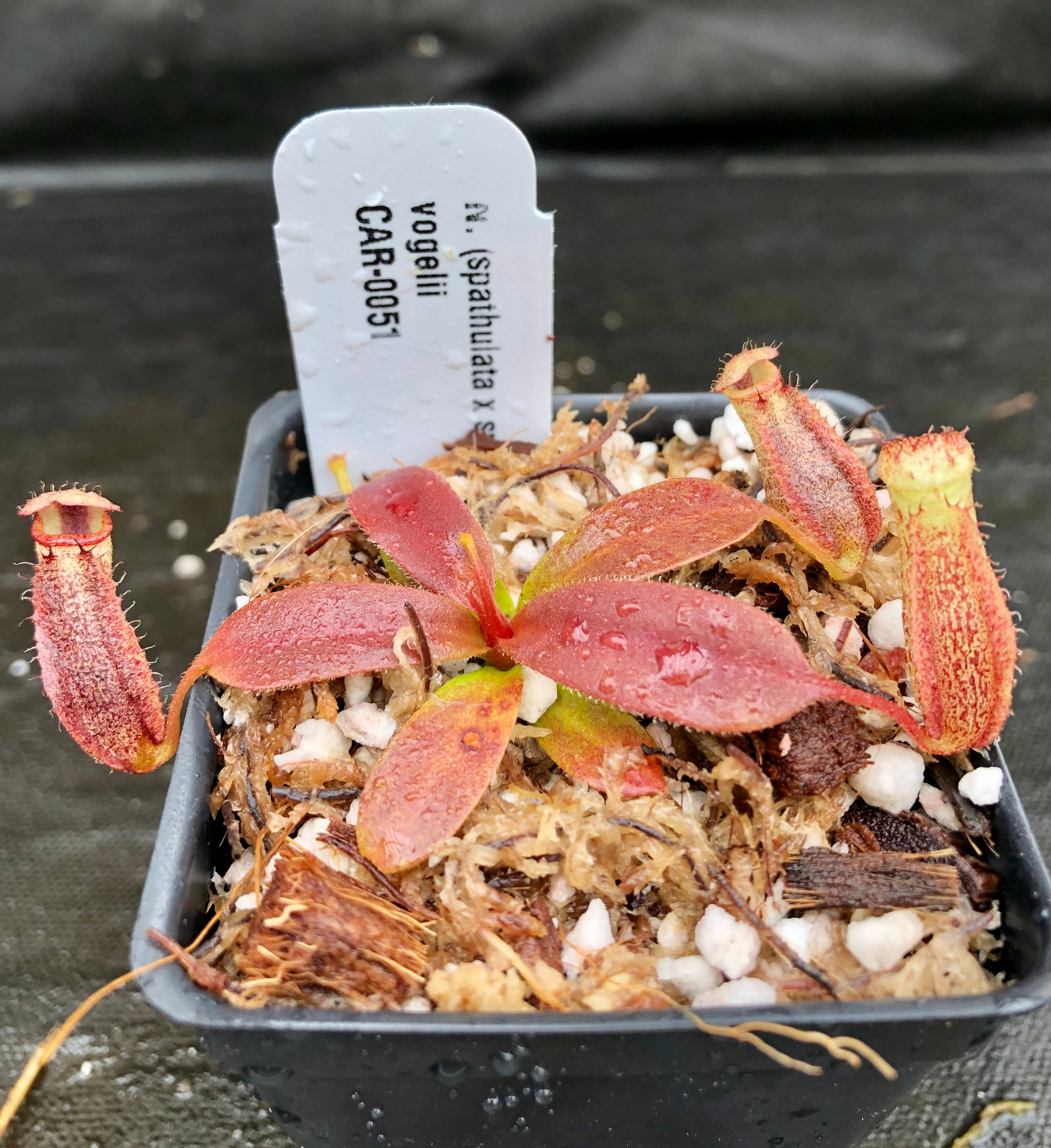 Nepenthes (spathulata x spectabilis) 
