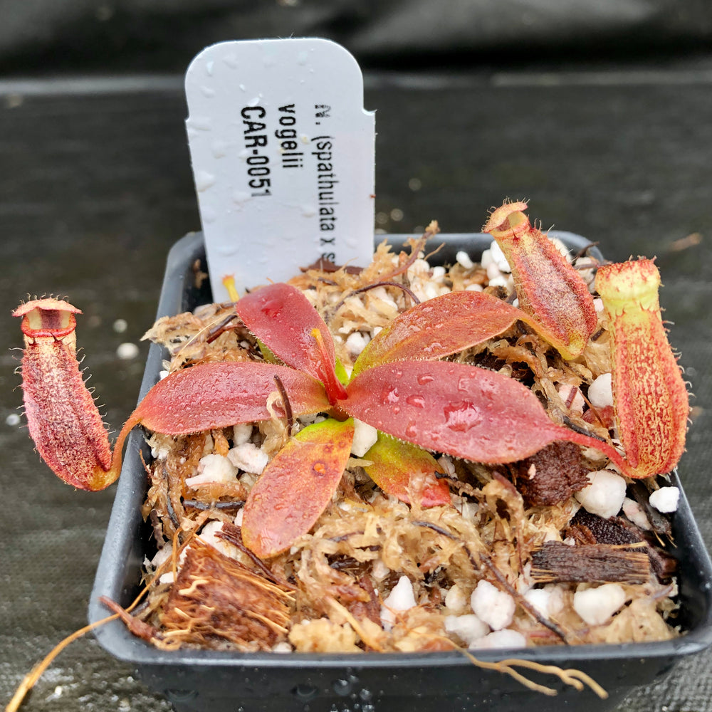 
                      
                        Nepenthes (spathulata x spectabilis) "BE Best" x vogelii, CAR-0051
                      
                    