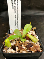 Nepenthes (spathulata x spectabilis) "BE Best" x veitchii "Pink Candy Cane", CAR-0052