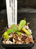 Nepenthes (spathulata x spectabilis) "BE Best" x veitchii "Pink Candy Cane", CAR-0052