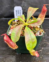 Nepenthes (maxima x campanulata) x veitchii "Pink Candy Cane", CAR-0055