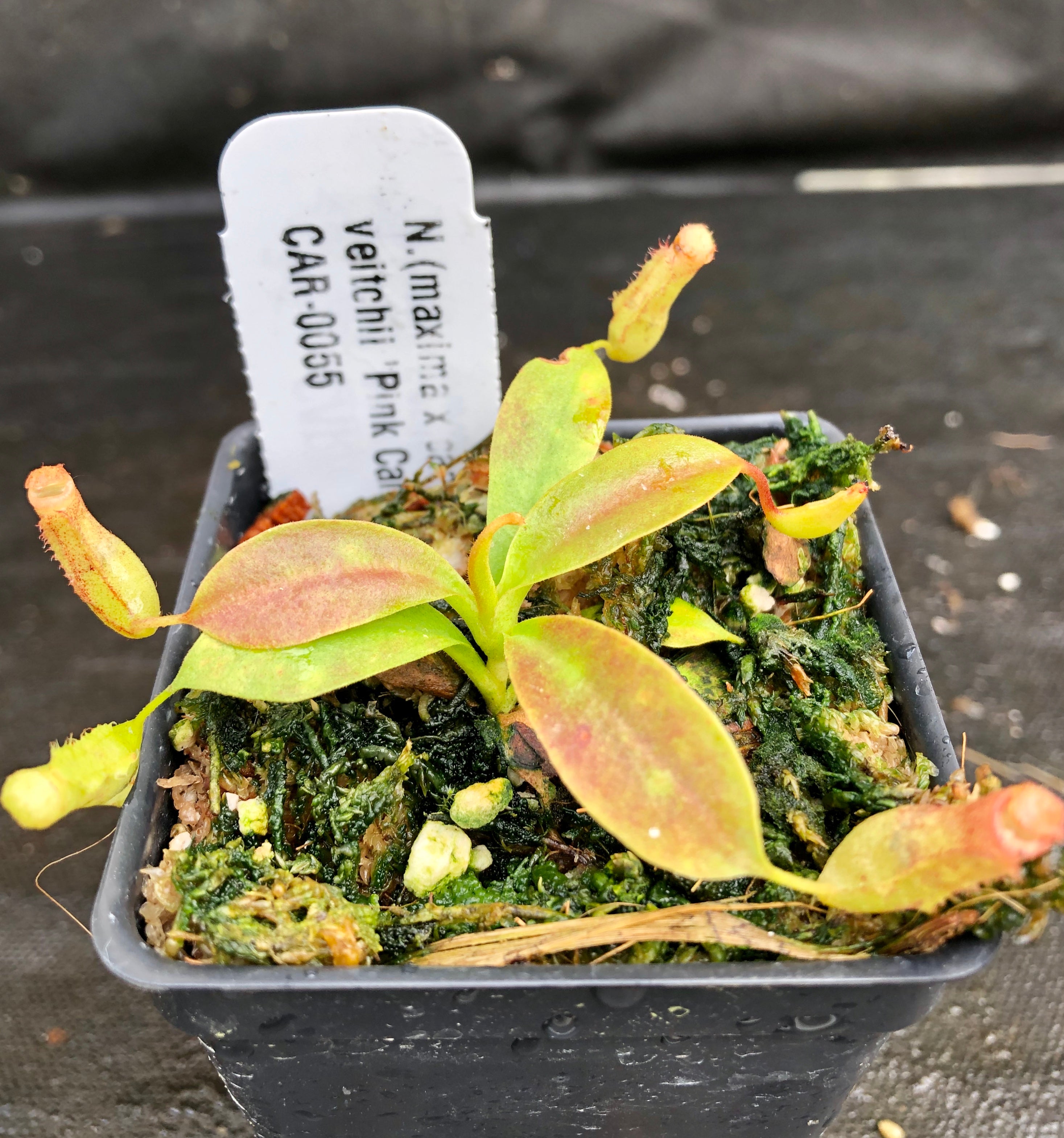 Nepenthes (maxima x campanulata) x veitchii 