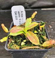 Nepenthes (maxima x campanulata) x veitchii "Pink Candy Cane", CAR-0055