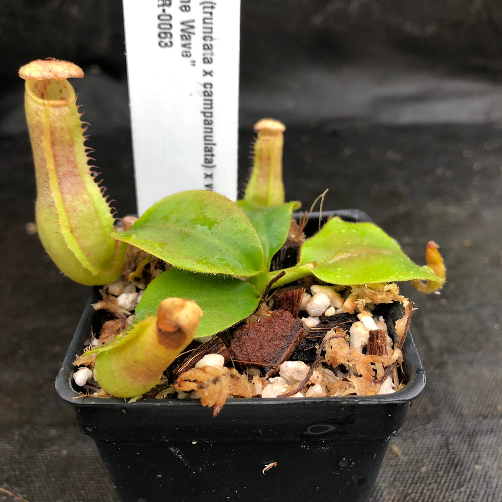 
                      
                        Nepenthes (truncata x campanulata) x veitchii "The Wave", CAR-0063, pitcher plant, carnivorous plant, collectors plant, large pitchers, rare plants
                      
                    