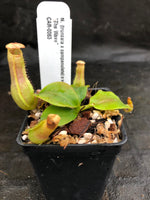 Nepenthes (truncata x campanulata) x veitchii "The Wave", CAR-0063