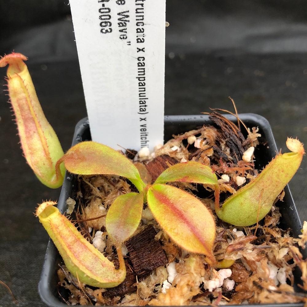 
                      
                        Nepenthes (truncata x campanulata) x veitchii "The Wave", CAR-0063, pitcher plant, carnivorous plant, collectors plant, large pitchers, rare plants
                      
                    