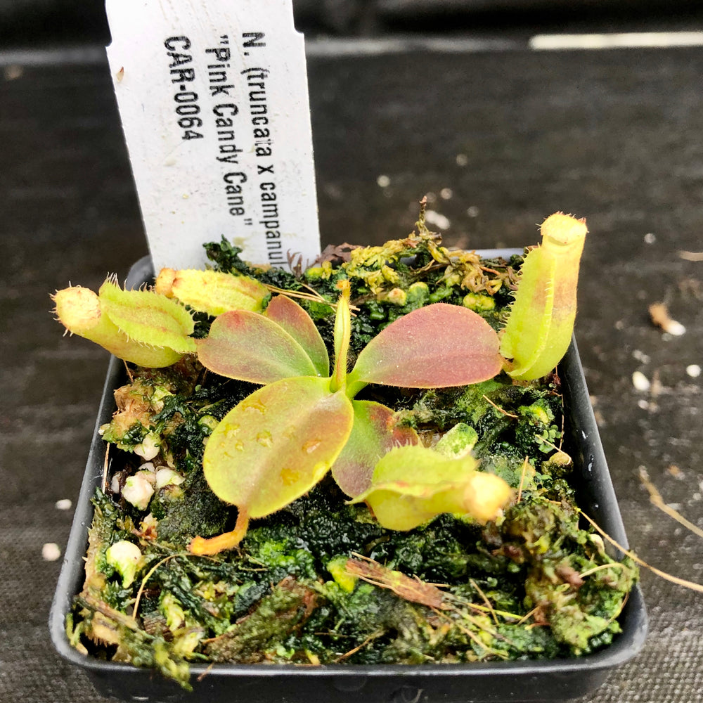 
                      
                        Nepenthes (truncata x campanulata) x veitchii "Pink Candy Cane", CAR-0064
                      
                    