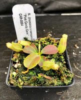 Nepenthes (truncata x campanulata) x veitchii "Pink Candy Cane", CAR-0064
