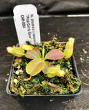 Nepenthes (truncata x campanulata) x veitchii "Pink Candy Cane", CAR-0064