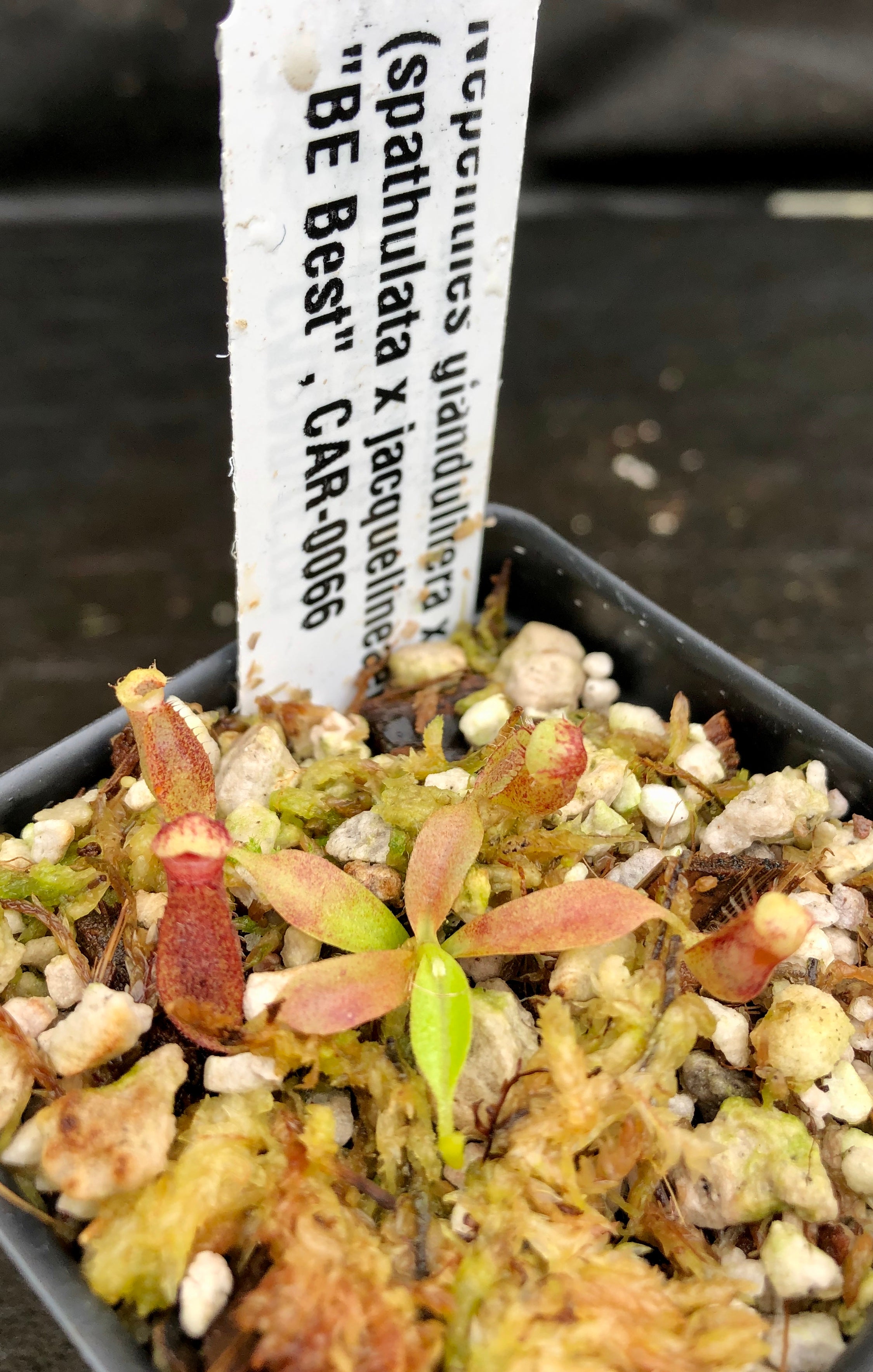 Nepenthes glandulifera x (spathulata x jacquelineae) 