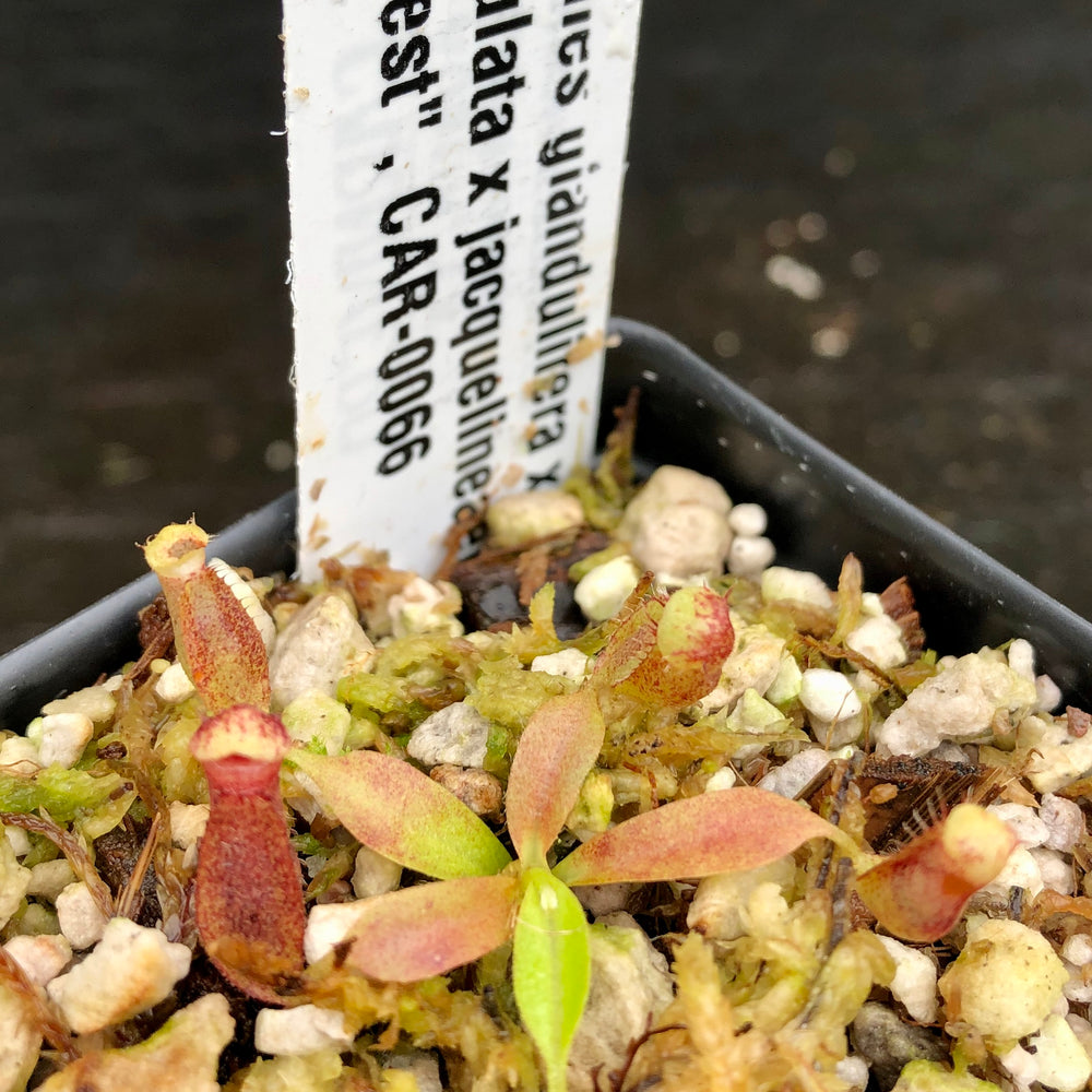 
                      
                        Nepenthes glandulifera x (spathulata x jacquelineae) "BE Best", CAR-0066, pitcher plant, carnivorous plant, collectors plant, large pitchers, rare plants 
                      
                    