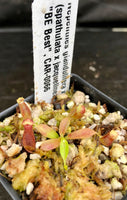 Nepenthes glandulifera x (spathulata x jacquelineae) "BE Best", CAR-0066