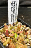 Nepenthes glandulifera x (spathulata x jacquelineae) "BE Best", CAR-0066, pitcher plant, carnivorous plant, collectors plant, large pitchers, rare plants 