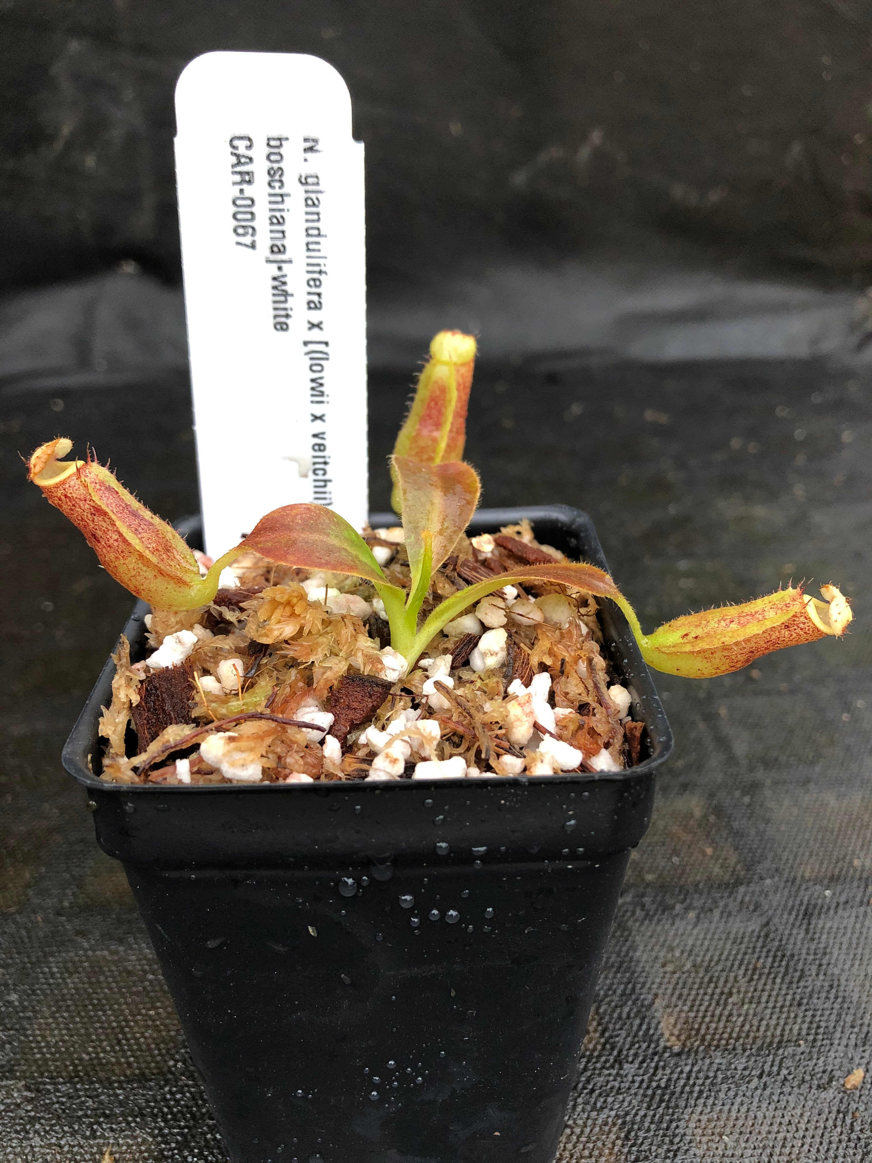 Nepenthes glandulifera x [(lowii x veitchii) x boschiana], CAR