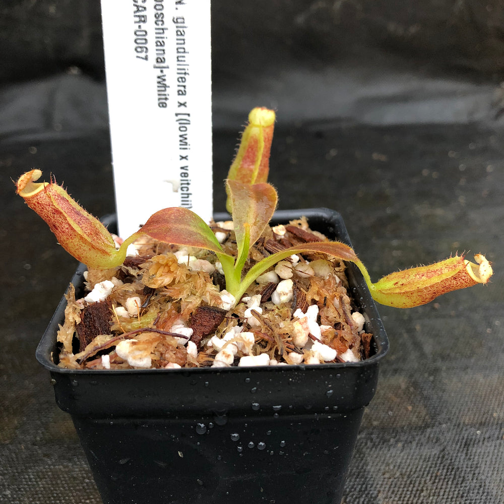 
                      
                        Nepenthes glandulifera x [(lowii x veitchii) x boschiana], CAR-0067, pitcher plant, carnivorous plant, collectors plant, large pitchers, rare plants
                      
                    