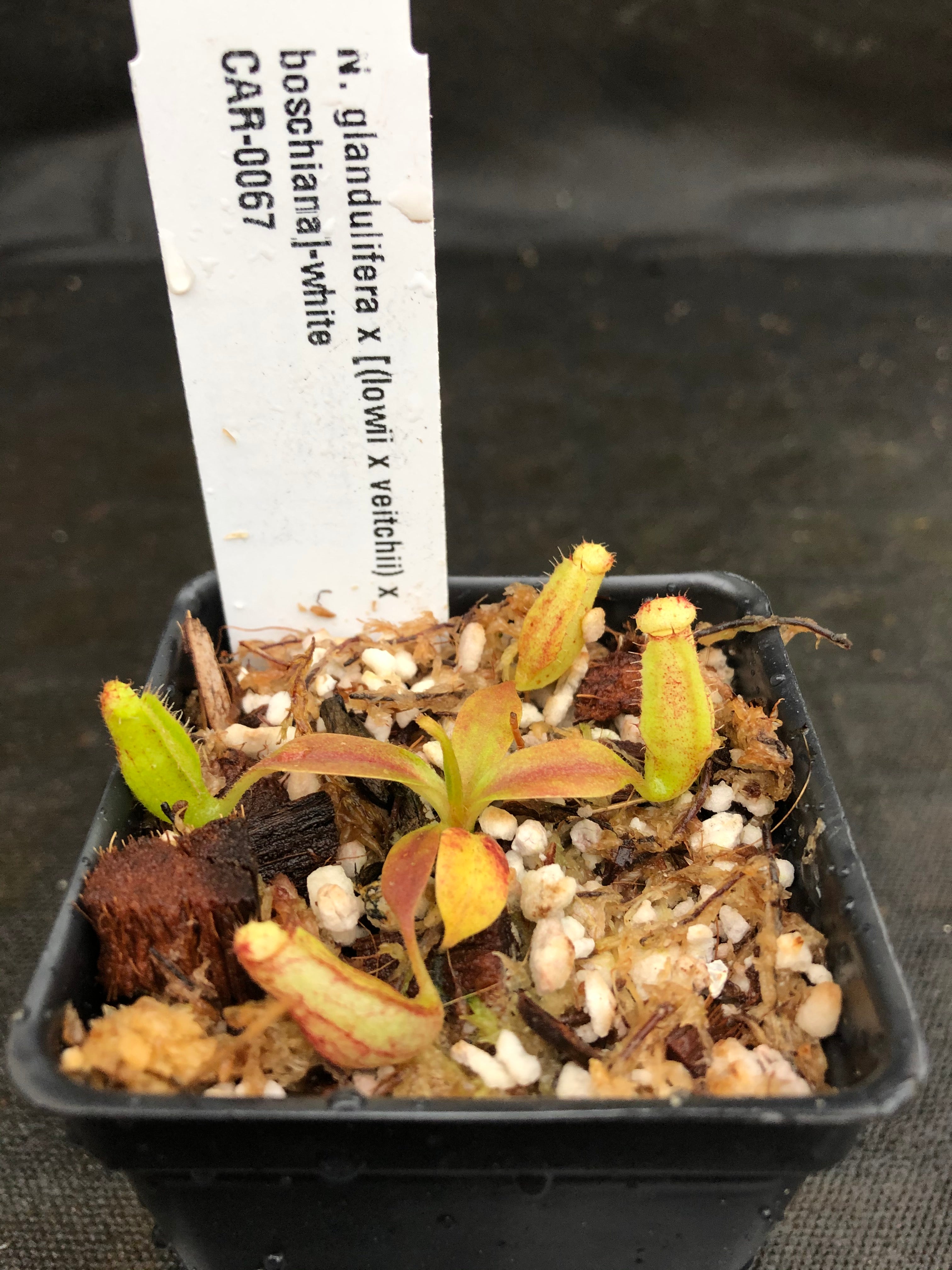 Nepenthes glandulifera x [(lowii x veitchii) x boschiana], CAR