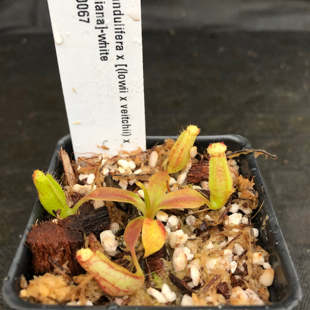 
                      
                        Nepenthes glandulifera x [(lowii x veitchii) x boschiana], CAR-0067, pitcher plant, carnivorous plant, collectors plant, large pitchers, rare plants
                      
                    