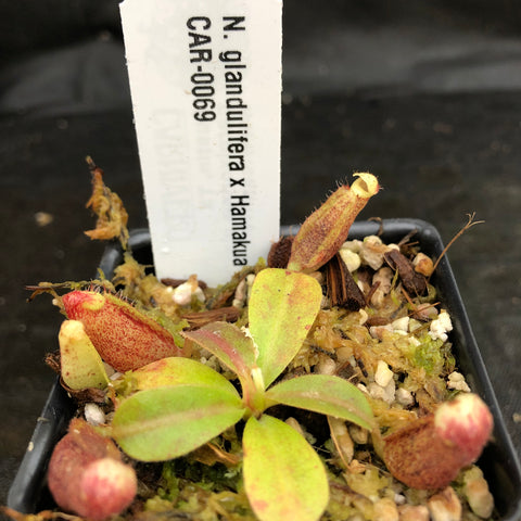 Small Nepenthes glandulifera x Hamakua Ninole plant in a black pot with pinkish red pitchers and a white label CAR-0069