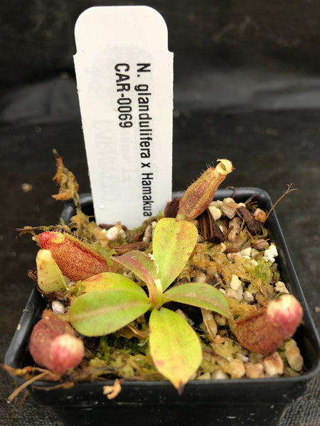Nepenthes glandulifera x Hamakua 'Ninole', CAR-0069, pitcher plant, carnivorous plant, collectors plant, large pitchers, rare plants