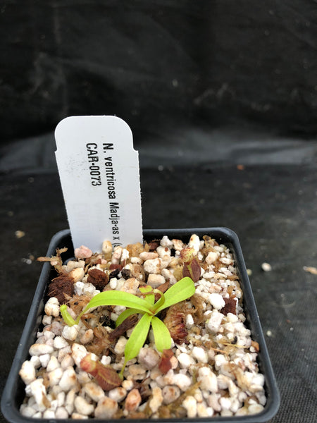 Nepenthes ventricosa Madja-as x (singalana x rafflesiana), CAR-0073