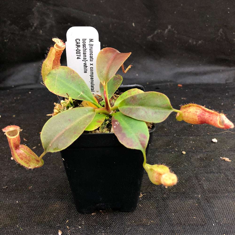 
                      
                        Nepenthes (truncata x campanulata) x [(lowii x veitchii) x boschiana]-white, CAR-0074
                      
                    