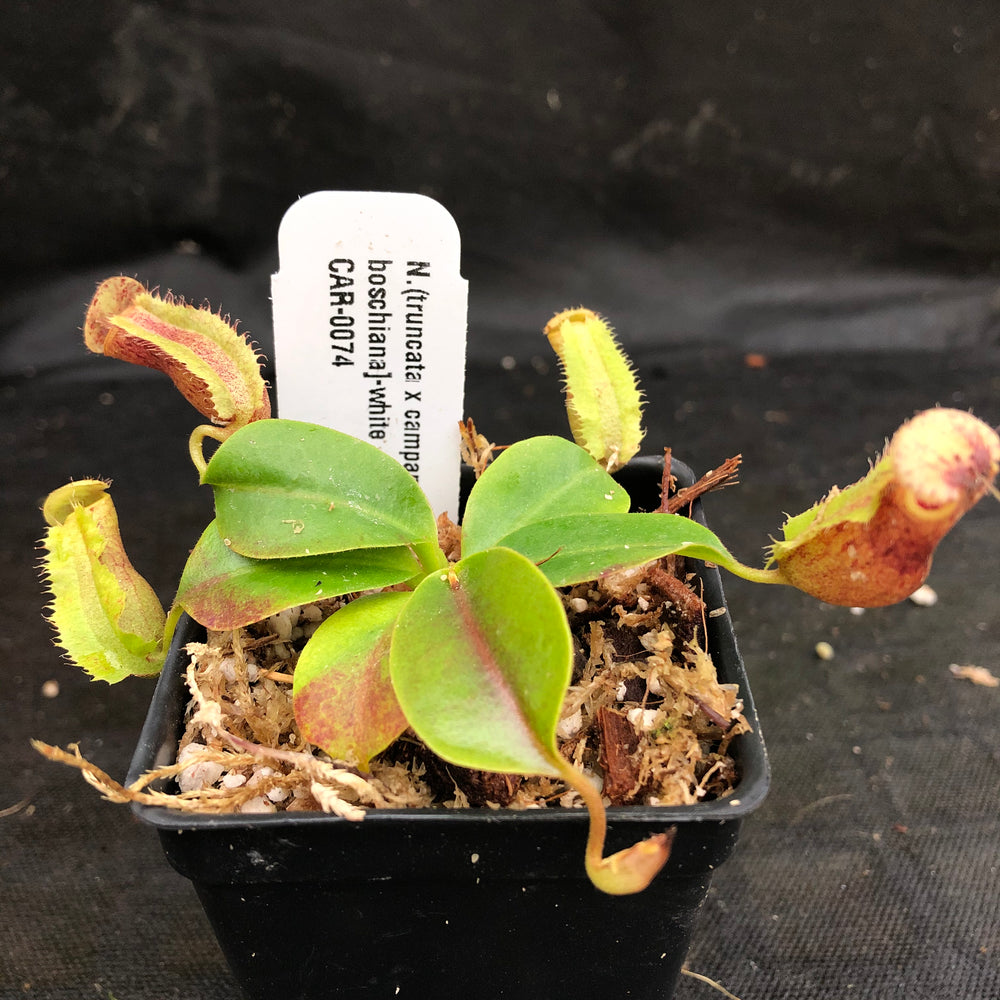 
                      
                        Nepenthes (truncata x campanulata) x [(lowii x veitchii) x boschiana]-white, CAR-0074
                      
                    