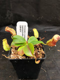 Nepenthes (truncata x campanulata) x [(lowii x veitchii) x boschiana]-white, CAR-0074