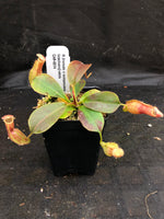 Nepenthes (truncata x campanulata) x [(lowii x veitchii) x boschiana]-white, CAR-0074