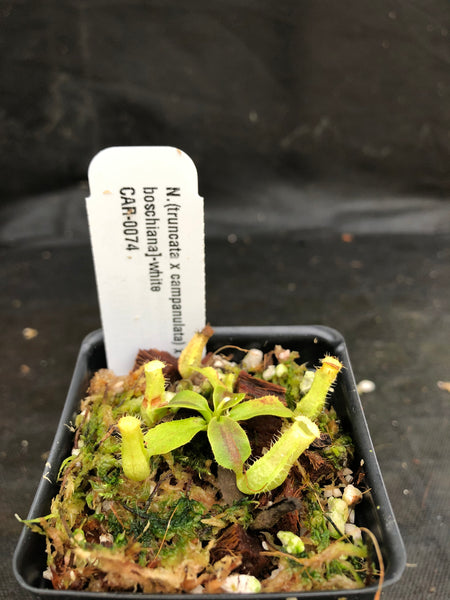 Nepenthes (truncata x campanulata) x [(lowii x veitchii) x boschiana]-white, CAR-0074