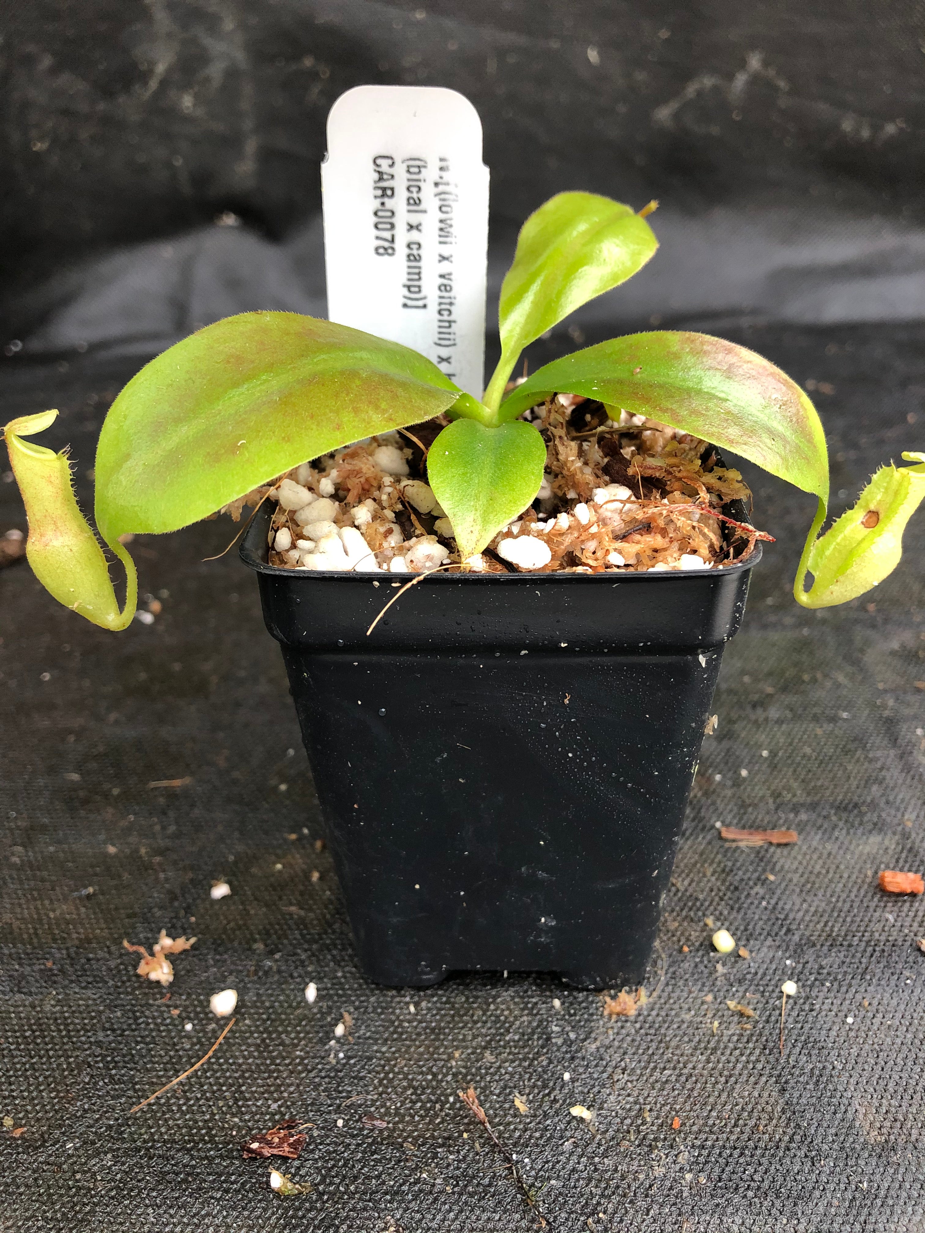 Nepenthes [(lowii x veitchii) x boschiana]-yellow x [(lowii x