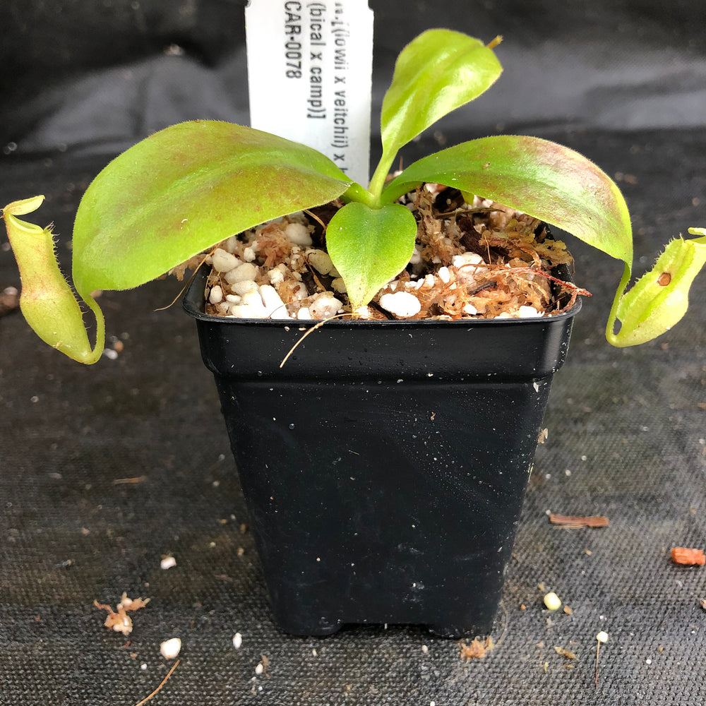 
                      
                        Nepenthes [(lowii x veitchii) x boschiana]-yellow x [(lowii x veitchii) x (bicalcarata x camp)], CAR-0078, pitcher plant, carnivorous plant, collectors plant, large pitchers, rare plants
                      
                    