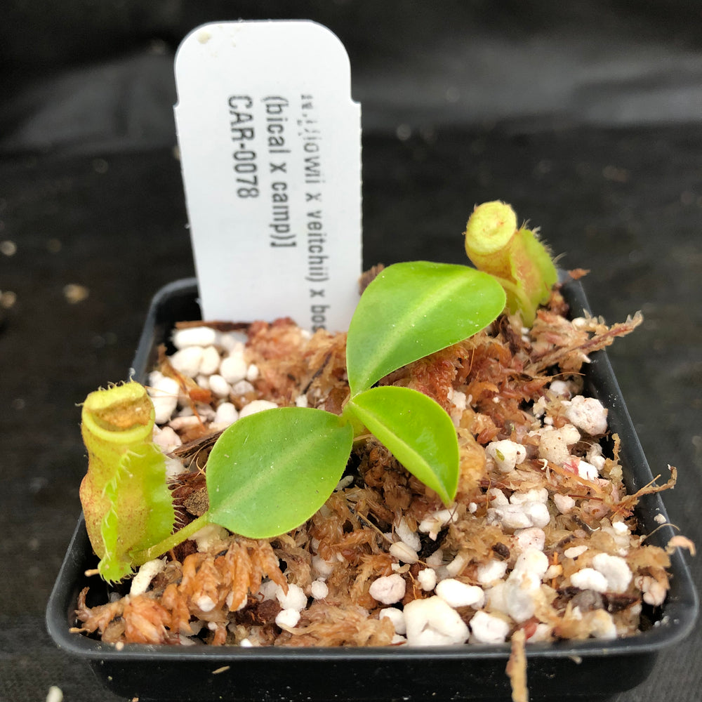 
                      
                        Nepenthes [(lowii x veitchii) x boschiana]-yellow x [(lowii x veitchii) x (bicalcarata x camp)], CAR-0078, pitcher plant, carnivorous plant, collectors plant, large pitchers, rare plants
                      
                    