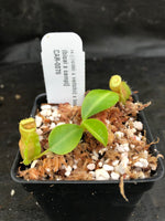 Nepenthes [(lowii x veitchii) x boschiana]-yellow x [(lowii x veitchii) x (bicalcarata x camp)], CAR-0078