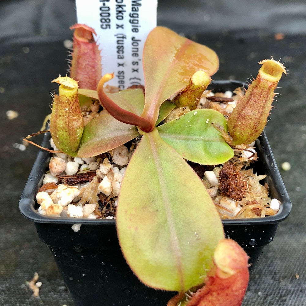
                      
                        Nepenthes Maggie Jones x {(rokko x boschiana) x [rokko x (fusca x spectabilis)] x TM]} , CAR-0085, pitcher plant, carnivorous plant, collectors plant, large pitchers, rare plants
                      
                    