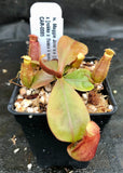 Nepenthes Maggie Jones x {(rokko x boschiana) x [rokko x (fusca x spectabilis)] x TM]} , CAR-0085, pitcher plant, carnivorous plant, collectors plant, large pitchers, rare plants