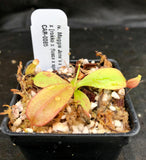 Nepenthes Maggie Jones x {(rokko x boschiana) x [rokko x (fusca x spectabilis)] x TM]} , CAR-0085, pitcher plant, carnivorous plant, collectors plant, large pitchers, rare plants